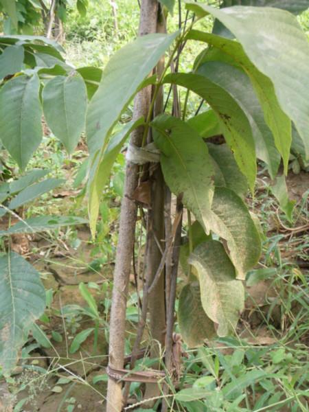 北京白狮子头青果种植技术_北京白狮子头青果