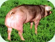 供应杜洛克种猪种猪养殖种猪养殖场种猪