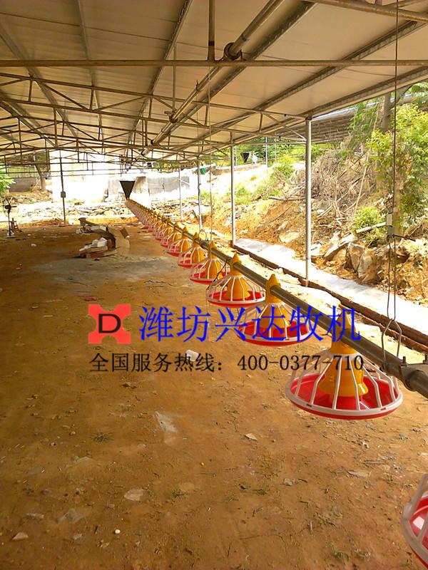 供应自动化肉鸡养殖设备