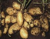供应讷河市土豆种子良一上市图片