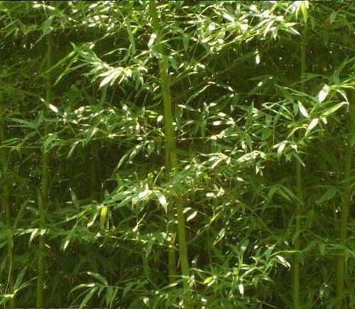 供应绿化用竹子