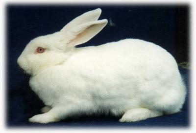 滕州市大苙兔业有限公司生产【供应】新西兰兔厂-新西兰兔厂家】新西兰兔厂家地址