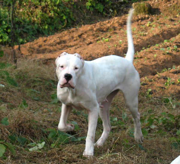 杜高犬价格