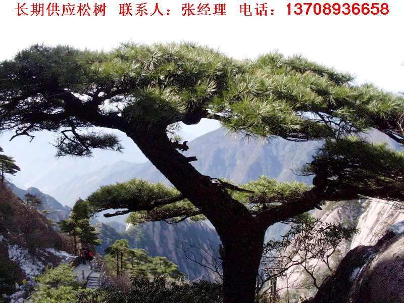 供应山东龙口绿化专用油松树 电话：13708936658