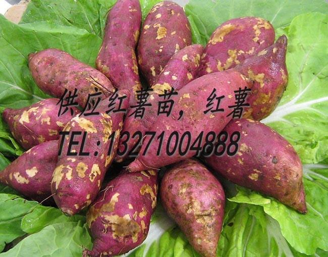 供应产量高红薯高淀粉地瓜19