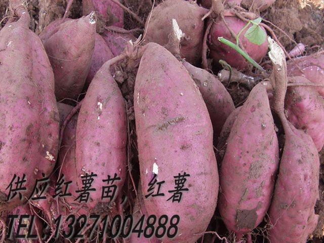 红薯苗商薯19红薯种批发价格批发