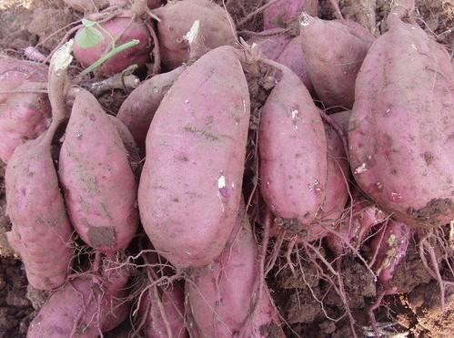 供应优质红薯种苗优质红薯