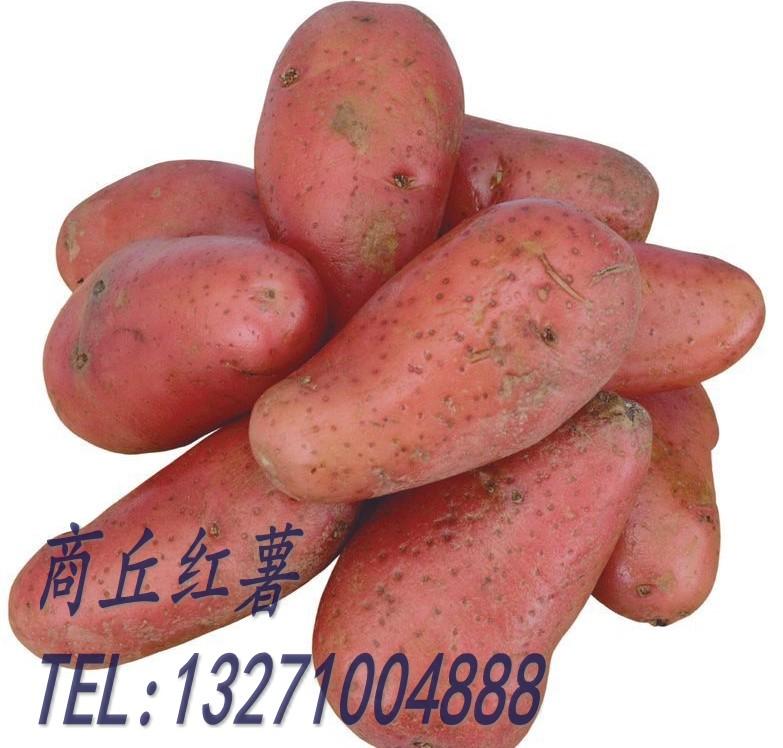 供应高品质红薯高淀粉地瓜