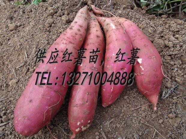 产量高红薯高淀粉地瓜19批发