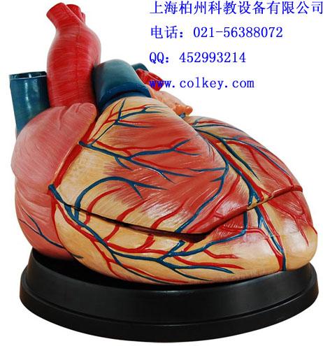 供应成人心脏解剖放大模型，放大心脏解剖模型
