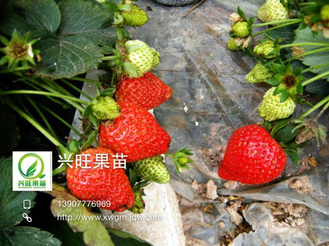 供应草莓种植