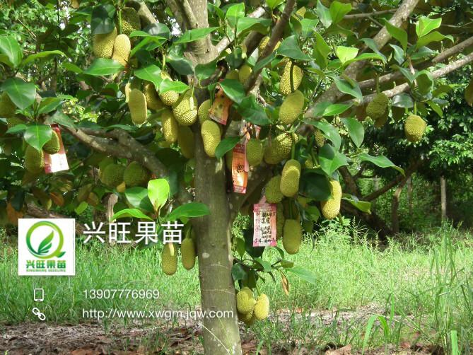钦州市榴莲菠萝蜜营养成分厂家供应榴莲菠萝蜜营养成分