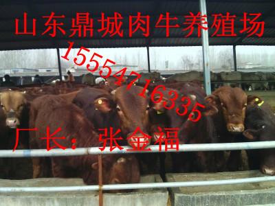 供应广东肉牛养殖视频肉牛养殖技术图片