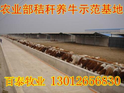 供应西门塔尔牛养殖基地出售小牛犊架子牛种牛