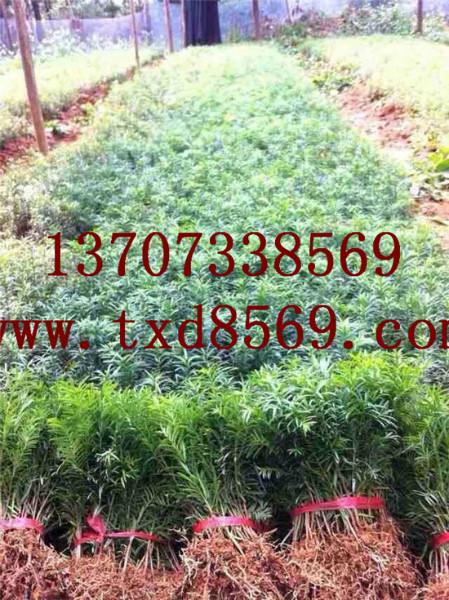 长沙市60-80公分红豆杉优质小苗厂家