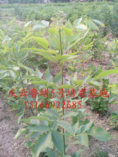 供应鲁蜡5号白蜡种植基地分析园林用途