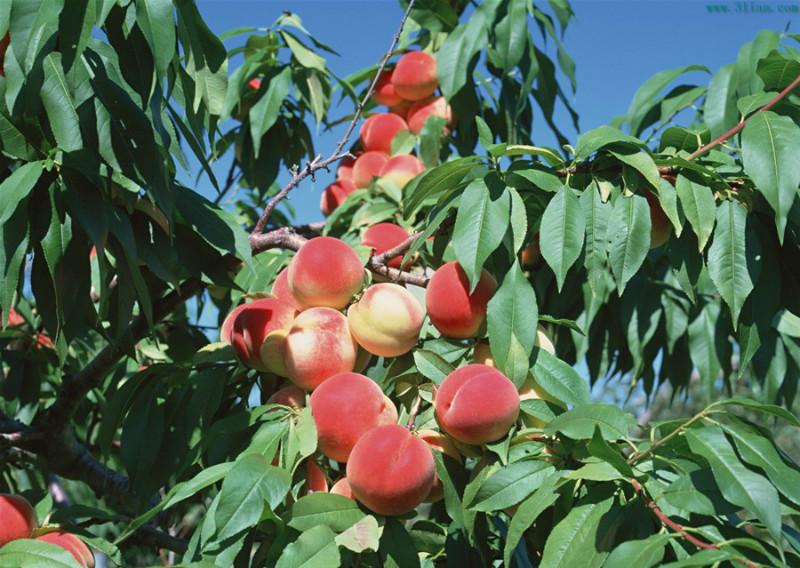 供应桃树苗，桃苗，哪里有好品种桃树苗，桃树苗，桃苗，哪里有好品种桃树苗，桃树，占地桃树