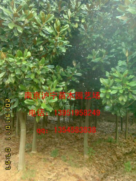 广玉兰供应批发，广玉兰生产基地，广玉兰联系电话图片
