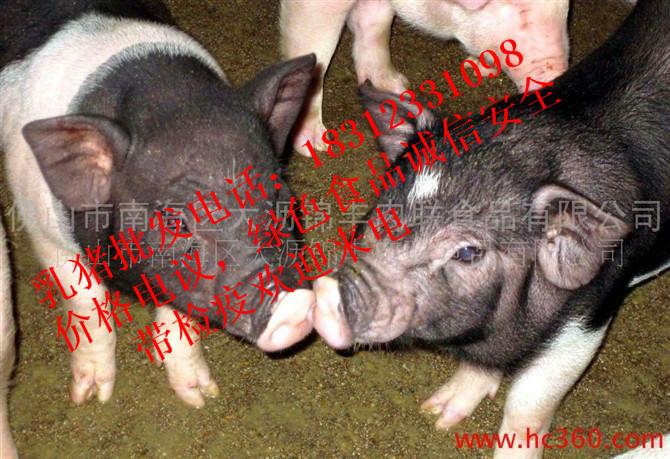 佛山市批发乳猪厂家供应批发乳猪