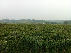 供应紫淮山种植技术，广东哪里提供紫淮山种植技术