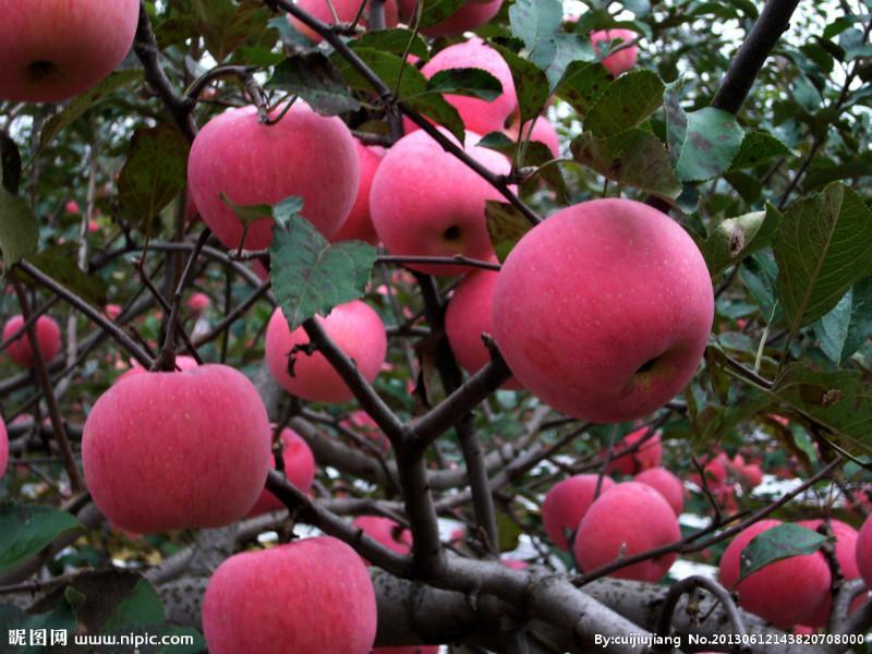 供应苹果种植基地销售山东红富士苹果