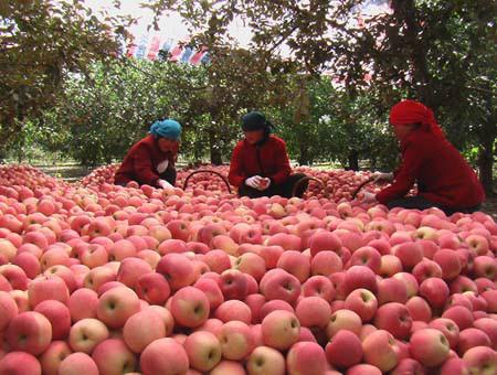 临沂市万亩苹果优质富士红星金帅苹果产地厂家
