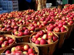 临沂市万亩苹果优质富士红星金帅苹果产地厂家供应万亩苹果优质富士红星金帅苹果产地