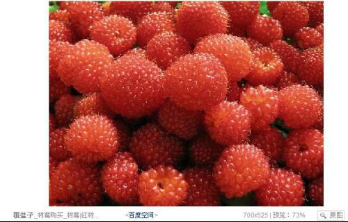 供应覆盆莓水果粉图片