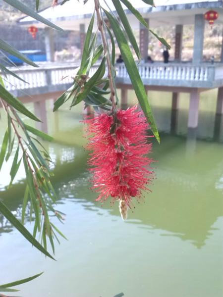 供应哪里有红千层种子卖，红千层种子价格，红千层种子批发图片