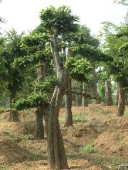 榆树造型树基地