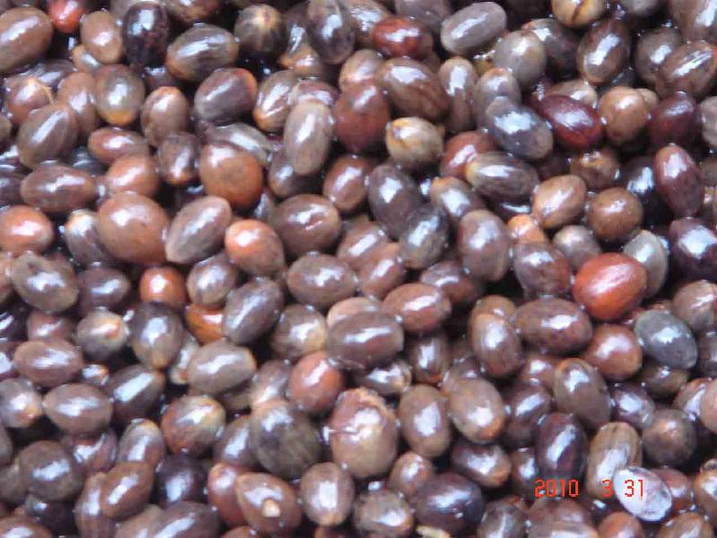 酸桔种子枳壳种酸柚种子批发