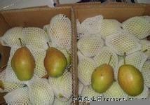 供应梨水果的陕西红香酥梨产地价格红香酥梨基地图片