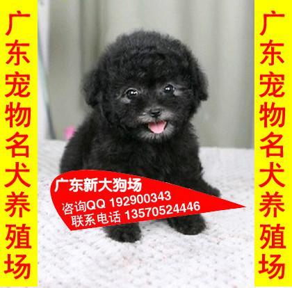 供应04出售宠物狗中山那里有卖纯种泰迪熊犬 新大狗场出售纯种泰迪熊