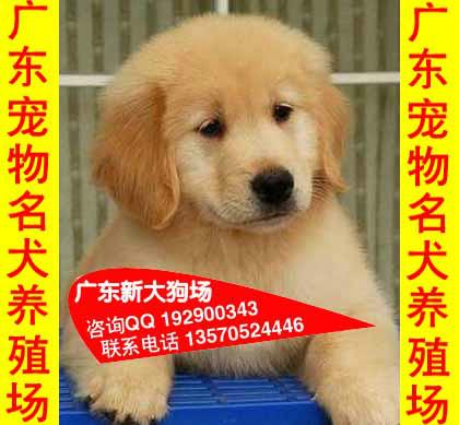 广州市92厂家供应92金毛犬广州市区哪里有卖金毛犬 正规天河区宠物狗场出售