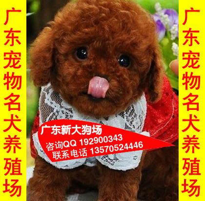 供应04出售宠物狗中山那里有卖纯种泰迪熊犬 新大狗场出售纯种泰迪熊
