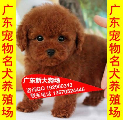 供应恩求购小型犬广州哪里有养殖场专业繁殖出售泰迪熊博美巴哥比格