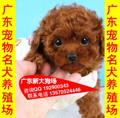 供应08深圳宠物狗一般价格多少 深圳哪里买玩具型泰迪熊最好