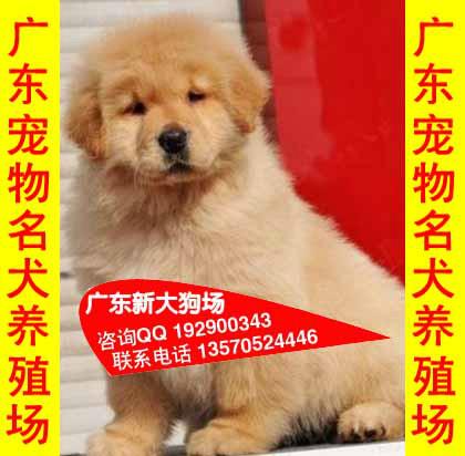 92供应92金毛犬广州市区哪里有卖金毛犬 正规天河区宠物狗场出售