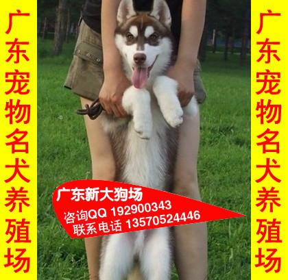 供应013广州哈士奇价格信息广州市区哪里有卖哈士奇 新大狗场