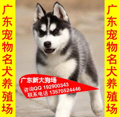 供应013广州哈士奇价格信息广州市区哪里有卖哈士奇 新大狗场