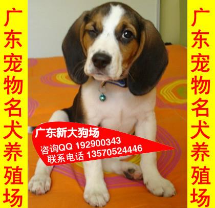 供应104广州市区哪里有卖比格犬 广州市区宠物狗狗场出售比格图片