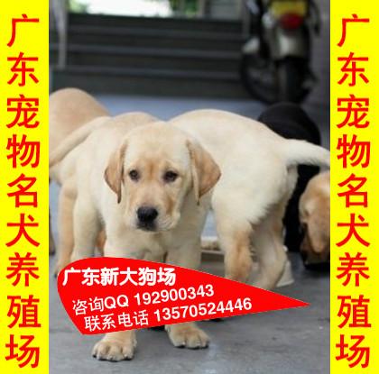 供应A70广州哪里有卖宠物狗卖纯种宠物狗，宠物狗的价格