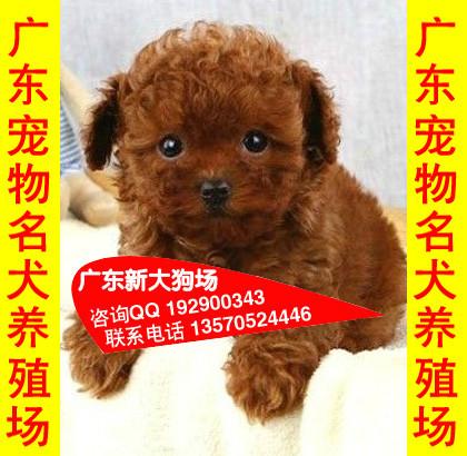 供应08深圳宠物狗一般价格多少 深圳哪里买玩具型泰迪熊最好