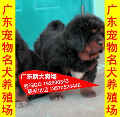供应113广州藏獒报价广州哪里有正规狗场卖宠物狗