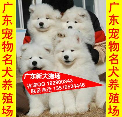 供应46广州哪里有卖萨摩耶犬广州哪里有卖萨摩犬 广州什么地方有卖萨摩