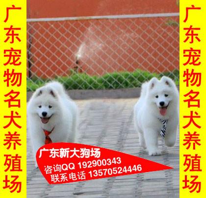 供应.3供应广州哪里有卖萨摩犬纯种萨摩耶价格