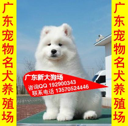 供应46广州哪里有卖萨摩耶犬广州哪里有卖萨摩犬 广州什么地方有卖萨摩