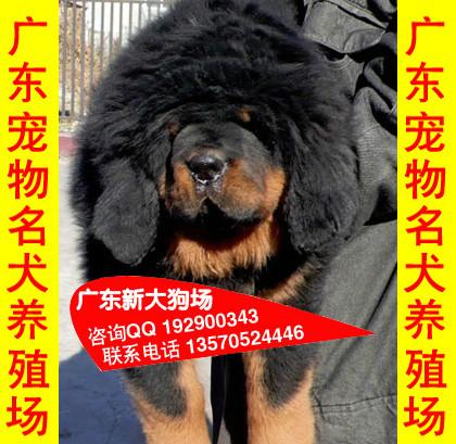 供应113广州藏獒报价广州哪里有正规狗场卖宠物狗