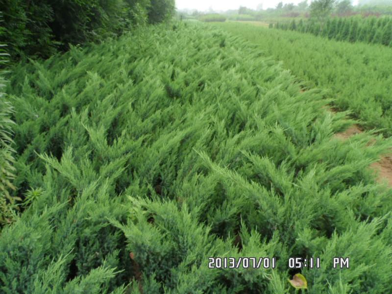 沙地柏侧柏望都塔快供应沙地柏侧柏望都塔快等绿化苗木河北保定特价供应沙地柏沙地柏价格