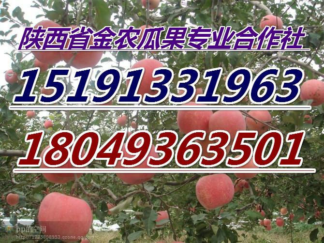 供应陕西洛川红富士苹果价格